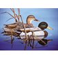 PEINTURE NUMERO SENIOR - CANARDS COLVERTS
